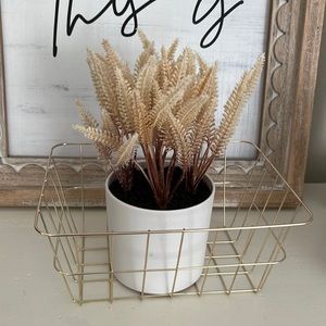 Potted plant